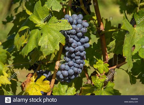 Plump Grapes Hi Res Stock Photography And Images Alamy