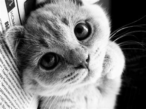 Peekaboo Cute Little Kitten Is Looking At You Amo