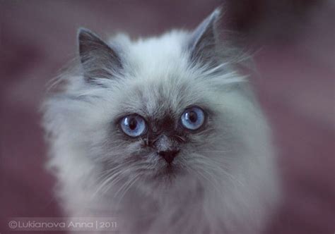 A White Cat With Blue Eyes Looking At The Camera