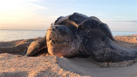 Largest Sea Turtle In The World 2019