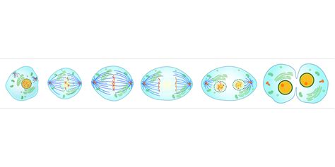 Mitosis Qué Es Definición Y Concepto