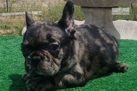 Don't miss what's happening in your neighborhood. Guy: French Bulldog puppy for sale near Colorado Springs ...