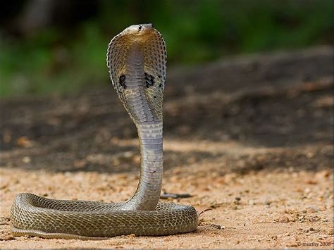 The Indian Cobra An Iconic Venomous Snake It Flattens Its Neck Into A