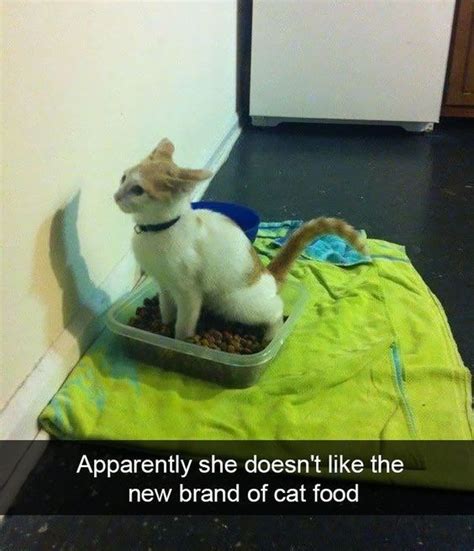 15 Times Cats Got Revenge Memes Funny Cat Photos Cute Funny