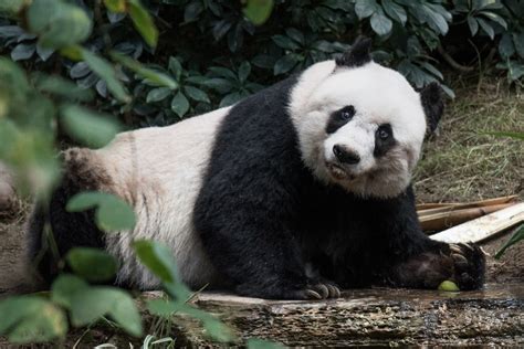 Jia Jia Worlds Oldest Ever Panda In Captivity Dies At 38 The