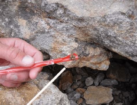 Fresh Pika Feces Help Researchers Determine If A Site Is Occupied And