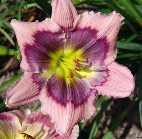 Small Daylily Hemerocallis Lost In Illusion Salter 2011 Day