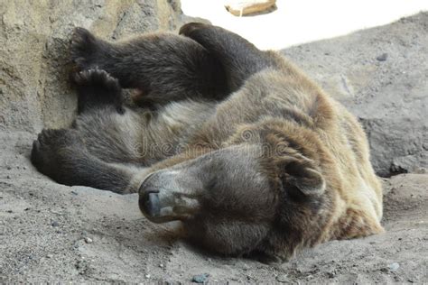 Bear Stock Photo Image Of Sleeping Territorial Mammal 101900478