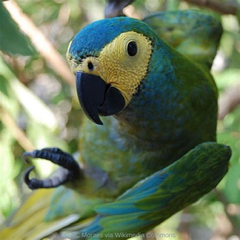 Macaw Parrot Resources World Parrot Trust Wp