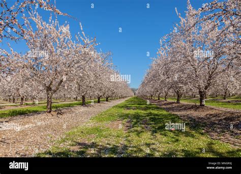 Almond Trees In Bloom In Hi Res Stock Photography And Images Alamy