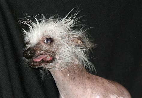 Pics Of The Ugliest Animals In The World