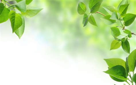 Green Leaves Wallpapers Top Free Green Leaves Backgrounds
