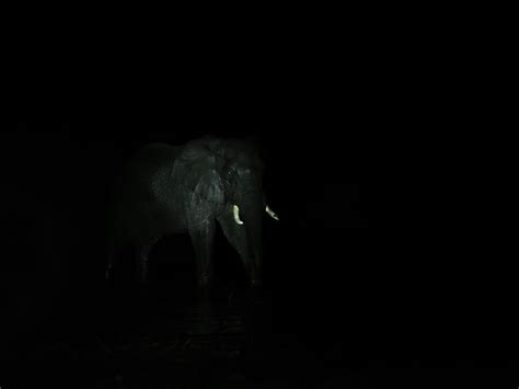 The Elephant In The Darkness Smithsonian Photo Contest Smithsonian