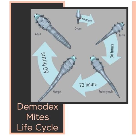 Demodex Mites Life Cycle In 2021 Demodex Demodex Mites Life Cycles