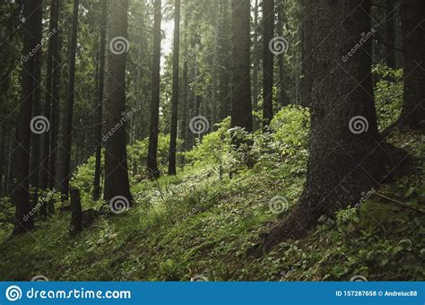 Green Pine Tree Forest Environment In Summer Stock Photo Image Of
