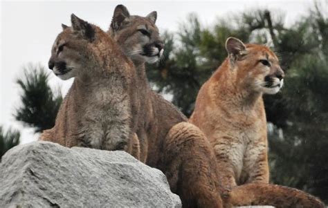 Cougar Mountain Zoo Reopens Go See The Animals Seattles Child