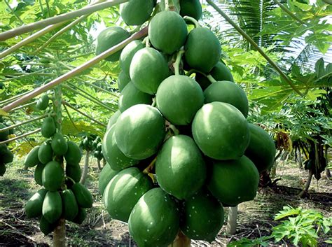 Growing Papaya Tree How To Grow Papaya In A Container Dwarf Papaya Plant