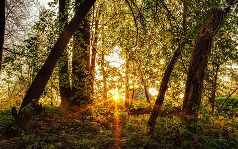 Sun Rays In The Forest Wallpaper Photography Wallpapers 20256