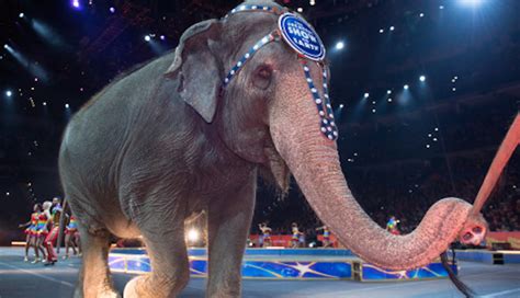Should All Animals Be Banned From The Circus