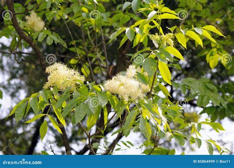 Foliage And Flowers Of Common Ash Stock Image Image Of Caucasus