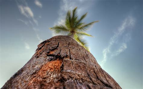 Hd Wallpaper Nature Hdr Sky Palm Trees Worms Eye View Tree Trunk Plant Wallpaper Flare