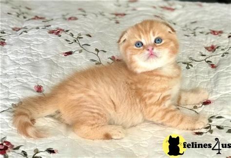 Scottish Fold Kitten For Sale Scottish Fold Shorthair Male Orange