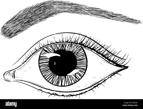 Eyeball Drawing Stock Vector Images Alamy