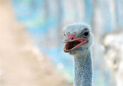 Ostrich Face Close Up Against Forest Background Stock Photo Image Of