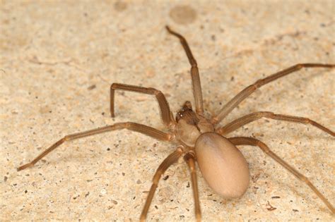 Brown Recluse Spider Mediterranean Recluse Spider Violin Spider