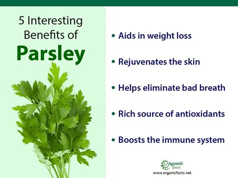 Health Benefits Of Parsley Parsley Benefits Healthy Herbs Parsley