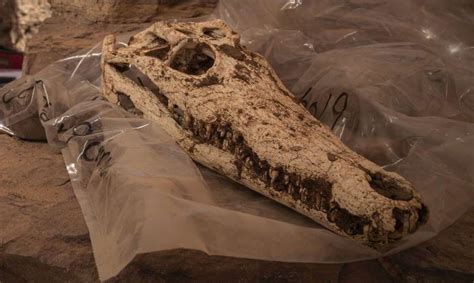 Mummified Crocodiles Discovered In Egypt Reveal Mummy Making History