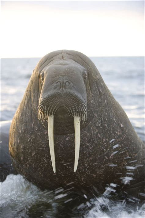 The Walrus Odobenus Rosmarus Is A Large Flippered Marine Mammal With