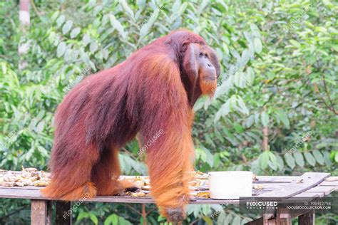 Brown Furry Male Orangutan Pongo Pygmaeus Side View — National Park