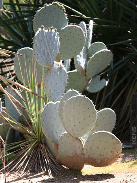 How much does the shipping cost for cactus pads? xl Giant Silver Dollar Cactus Opuntia Robusta - Kens Nursery