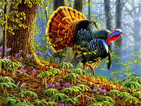 We hope you enjoy our growing collection of hd images to use as a background or home screen for your. 43+ Wild Turkey Desktop Wallpaper on WallpaperSafari