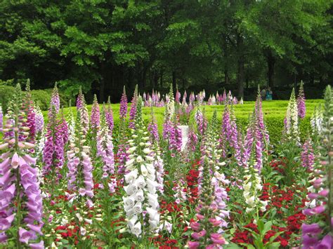 Beautiful flowers in Colonial Williamsburg | Colonial williamsburg