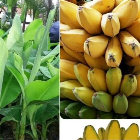 Pisang kepok merupakan buah pisang yang banyak kandungan patinya, untuk itu pisang ini pada umumnya di olah terlebih dahulu sebelum dikonsumsi. Bibit pisang kepok kuning | Shopee Indonesia