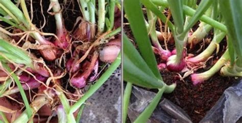 Jul 02, 2021 · 1. Cara Menanam Bawang Merah Hidroponik - BibitBunga.com