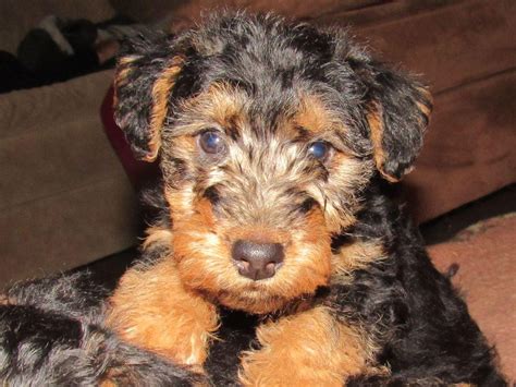 Outreach locations across the metro area also. Southern Oregon Welsh Terriers - Puppies For Sale