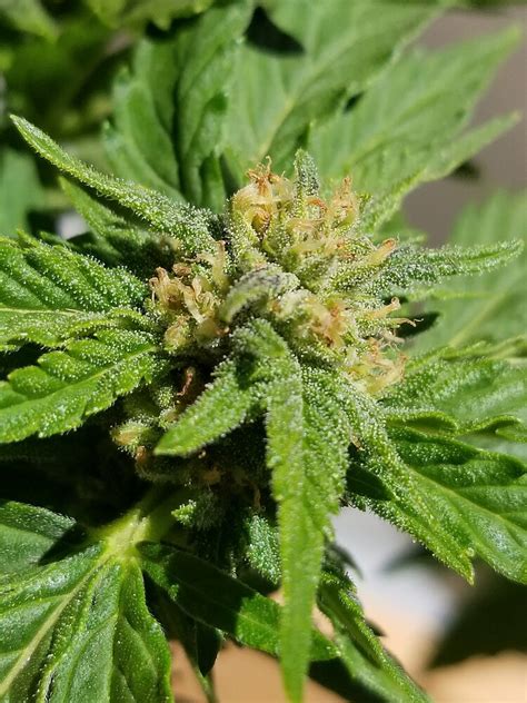How To Grow Autoflowering Cannabis The Ultimate Guide