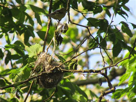 Female Baltimore Oriole On Nest Ttf Watershed Flickr