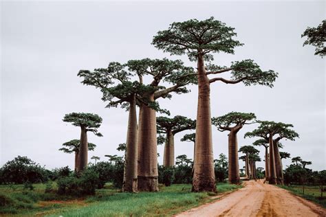 6 Of The Weirdest Trees In The World Tentree