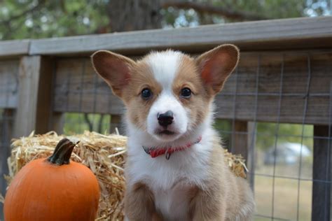 We have cheap and healthy corgi puppies for sale in the united states and canada. Pembroke Welsh Corgi Puppies For Sale | Granite Shoals, TX ...