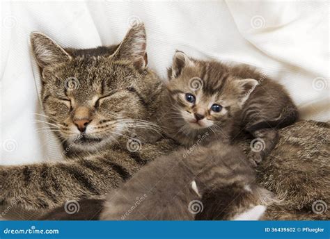 Cats Babies Cuddle With Mother Stock Photography Image 36439602