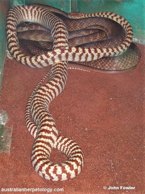 Boiga Irregularis Brown Tree Snake Night Tiger