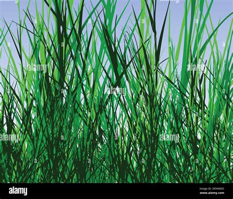 Grass Verge Plant Stock Vector Images Alamy