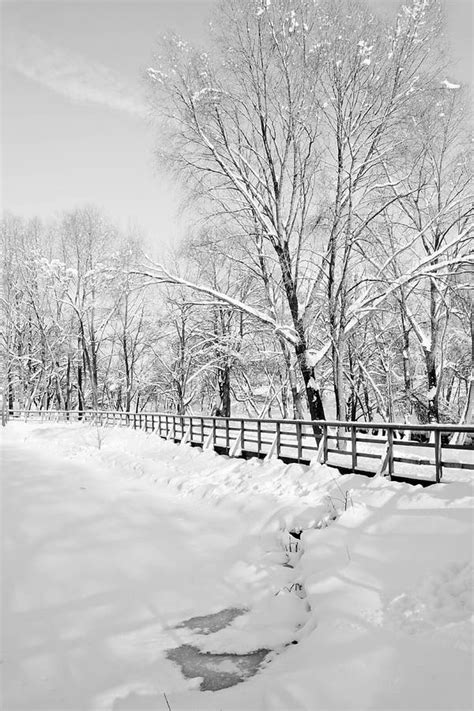 Snow Covered Trees And Pond In The Winter Park Black And White Stock