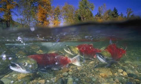 Pacific Salmon Species Wwf