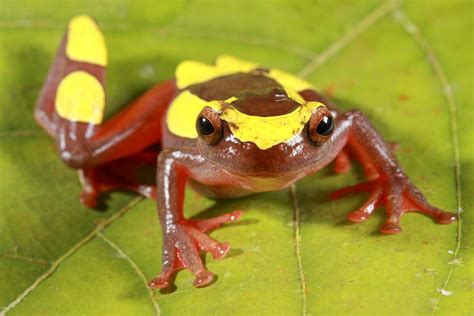 Clown Tree Frogs—newly Discovered And Already Threatened