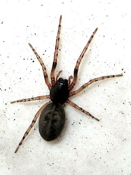 Black And Gray Spider Meriola Arcifera Bugguidenet